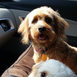 Meet your Posher, Laura